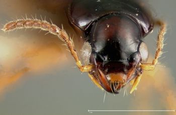 Media type: image;   Entomology 22027 Aspect: head frontal view
